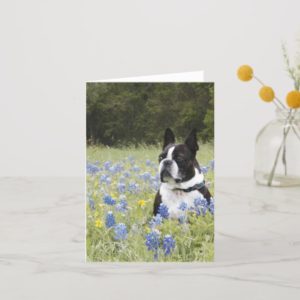 Boston Terrier sitting in a field of Blue Bonnets Card