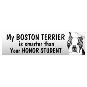 Boston Terrier - Smarter than student - funny Bumper Sticker