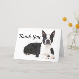 Boston Terrier Thank You Card