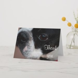 Boston terrier thank you card