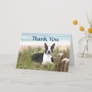 Boston Terrier Thank You Card Beachgrass