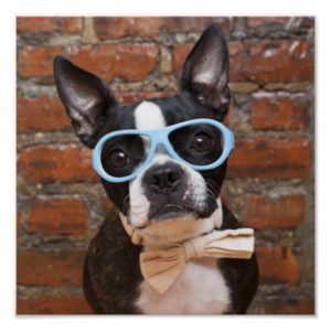 Boston Terrier Wearing Sunglasses And A Bow Tie Poster