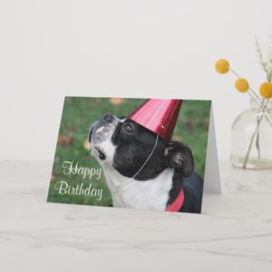 Boston terrier with a birthday wish card