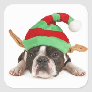 Boston Terrier With A Christmas Hat Square Sticker