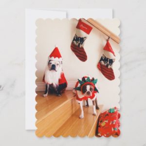 Boston terriers in Christmas costumes Holiday Card