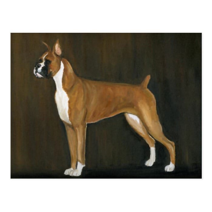 Boxer Dog Art Postcard