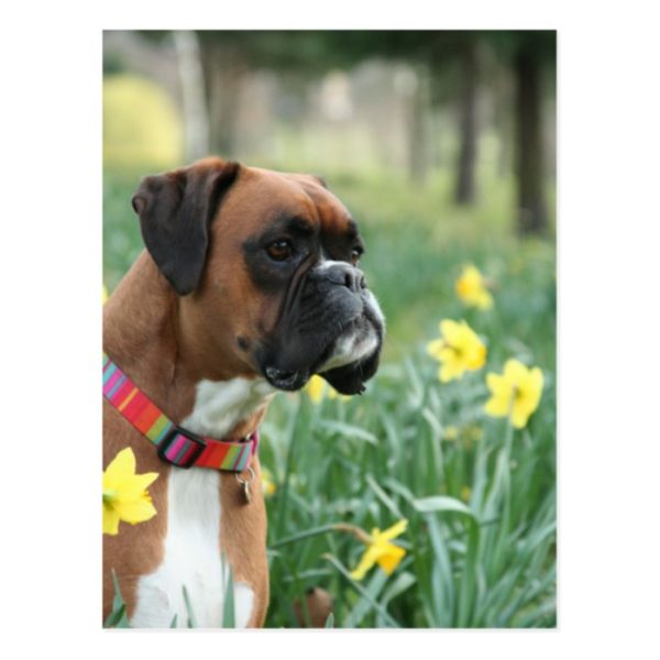 Boxer Dog in Daffodils Postcard