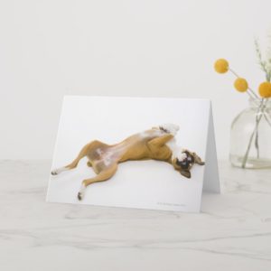 Boxer dog laying on her back on the floor card