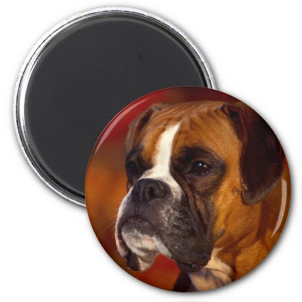 Boxer dog magnet