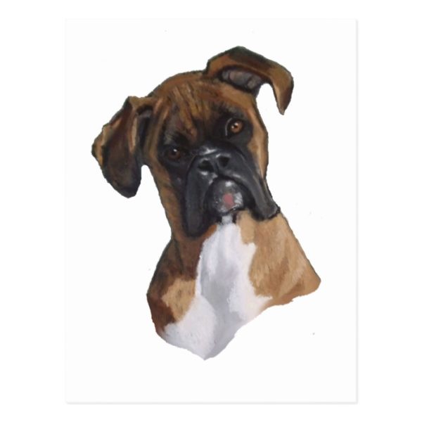 Boxer: Dog: Oil Pastel: Freehand Art Illustration Postcard