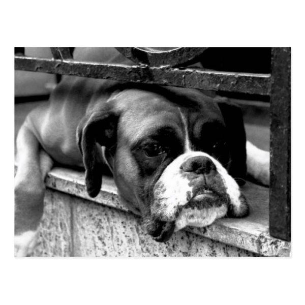 Boxer Dog On Windowsill pc Postcard