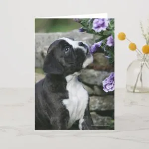 Boxer Dog Panting Card
