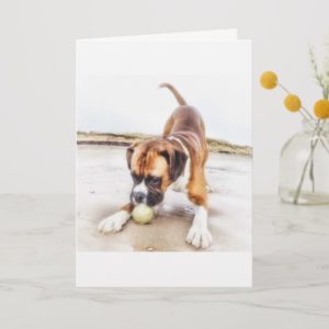 Boxer dog playing at the beach blank greeting card