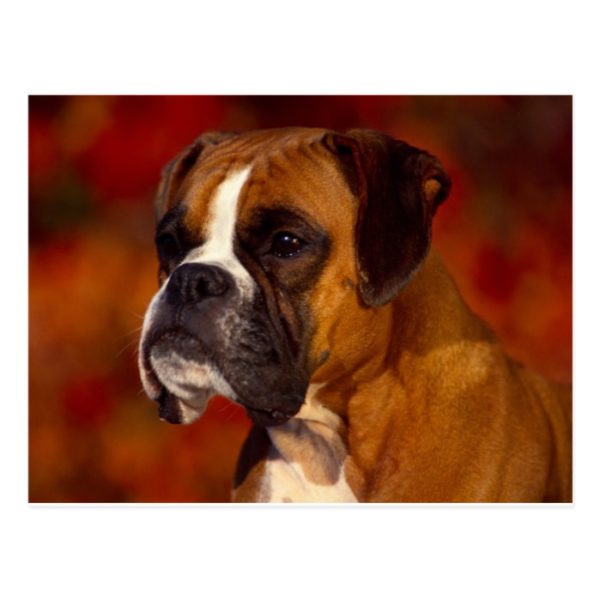 Boxer dog postcard