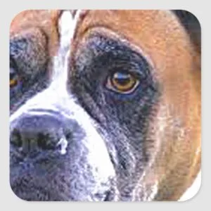 Boxer dog square sticker