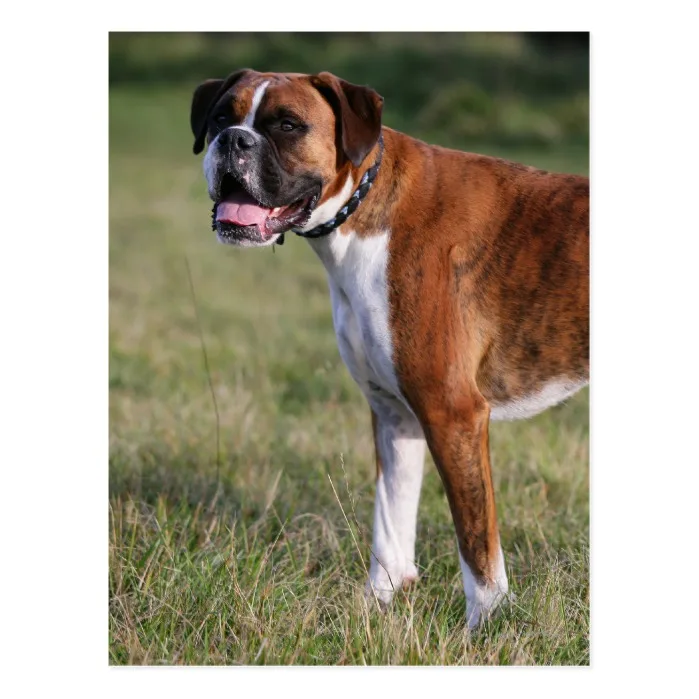 Boxer Dog Standing Postcard
