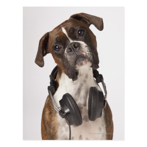 boxer dog with headphones postcard