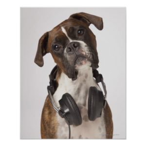 boxer dog with headphones poster