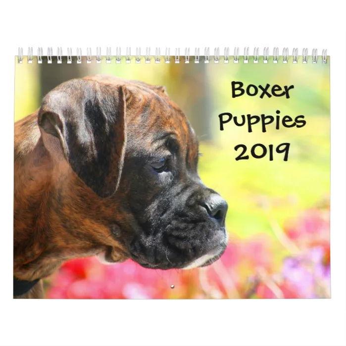 Boxer Puppies 2019 Calendar