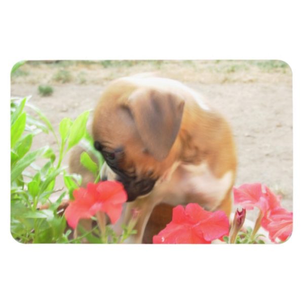 Boxer puppy 4x6 photo magnet