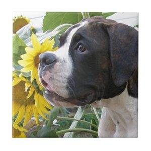 Boxer Puppy and Sunflowers Ceramic Tile
