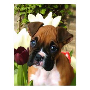 Boxer puppy in tulips postcard