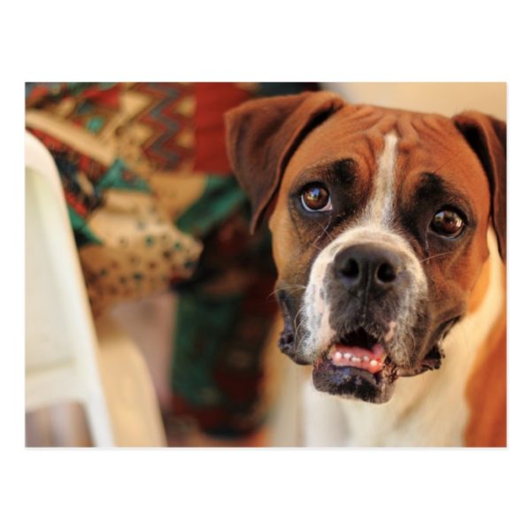 boxer's face weeping of friendly behavior postcard