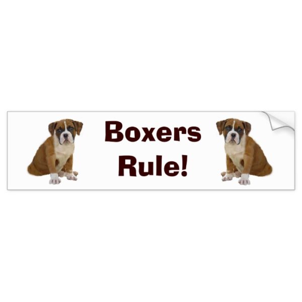 Boxers Rule Bumper Sticker