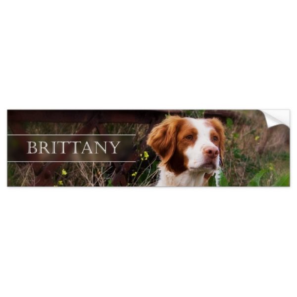 Brittany Bumper Sticker