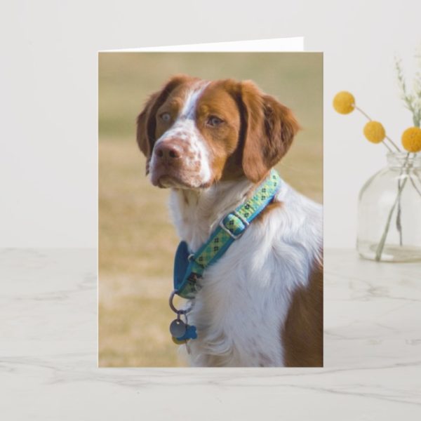Brittany dog beautiful photo custom greeting card