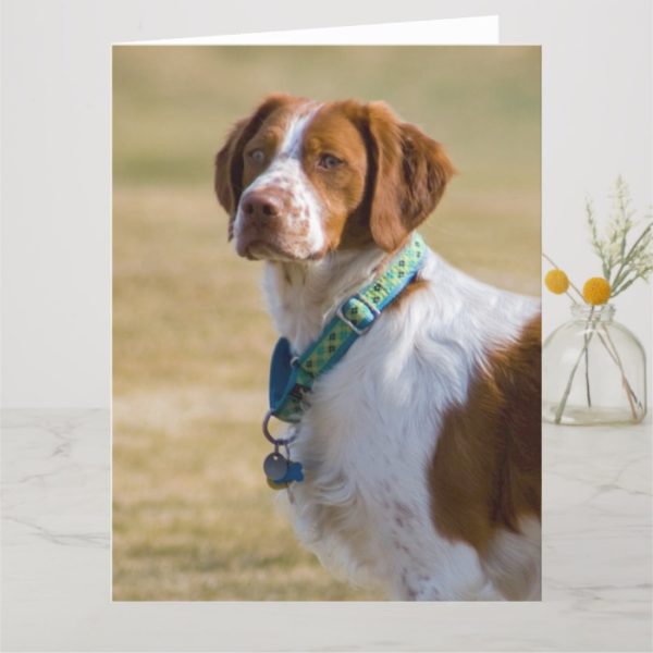 Brittany dog beautiful photo custom greeting card