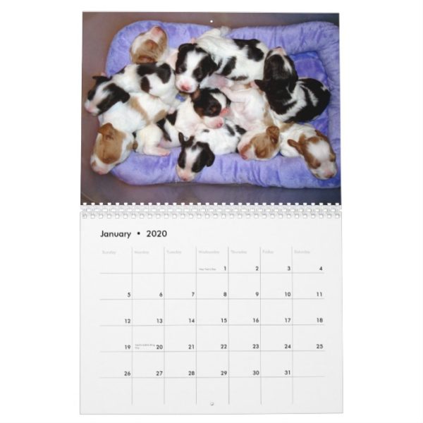 Brittany Puppies 2010 Calendar