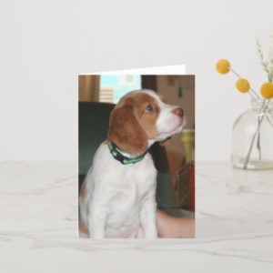 Brittany Puppy Notecard