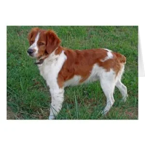 Brittany Spaniel