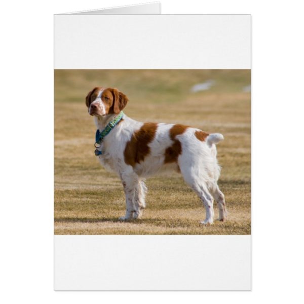 brittany-spaniel full.png