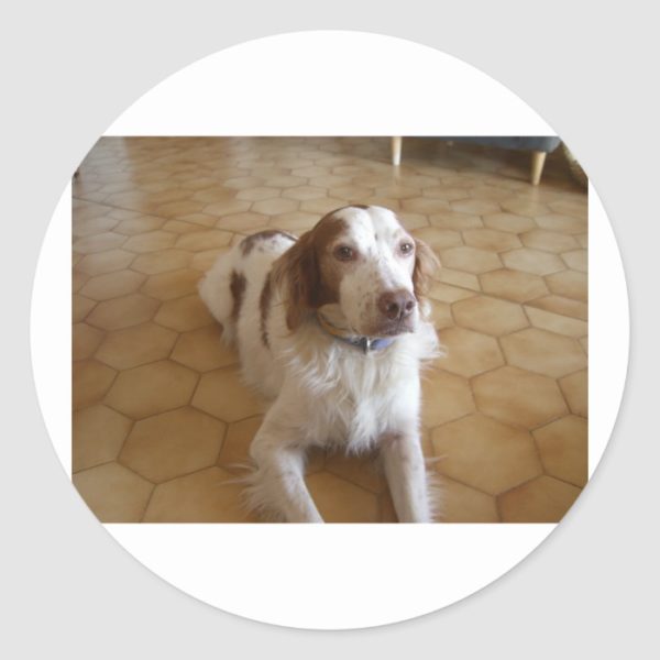 brittany spaniel laying.png classic round sticker