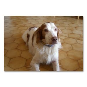 brittany spaniel laying table number