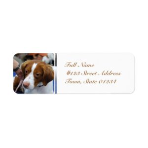 Brittany Spaniel Mailing Labels