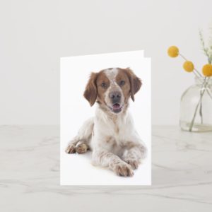 Brittany Spaniel Puppy Dog Blank Note Card