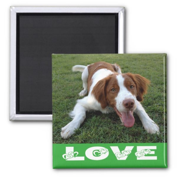 Brittany Spaniel Puppy Dog Love Magnet