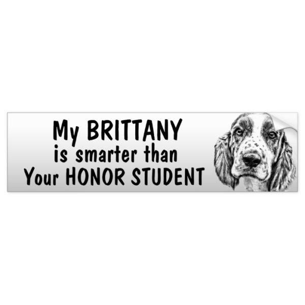 Brittany Spaniel - Smarter than student - funny Bumper Sticker