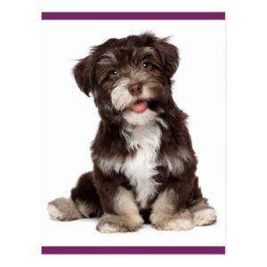 Brown and White Havanese Puppy Dog Postcard