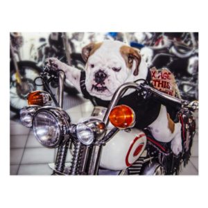 Bulldog on Motorcycle Postcard