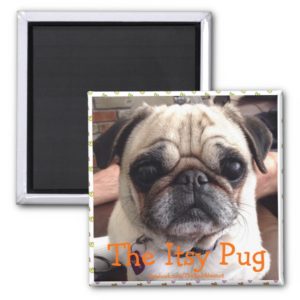 Bumblesnot magnet: The Itsy Pug Magnet