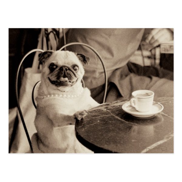 Cafe Pug Postcard