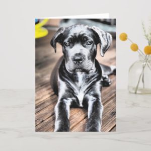cane corso pup 2.png card