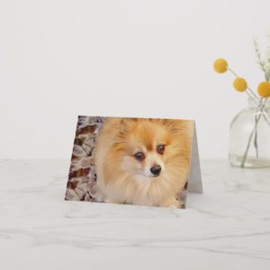 Card | Pomeranian Birthday Card