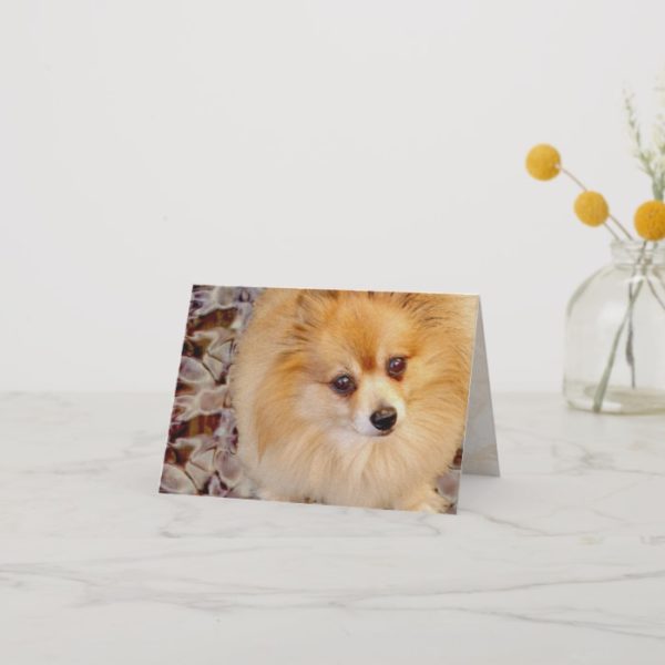Card | Pomeranian Birthday Card