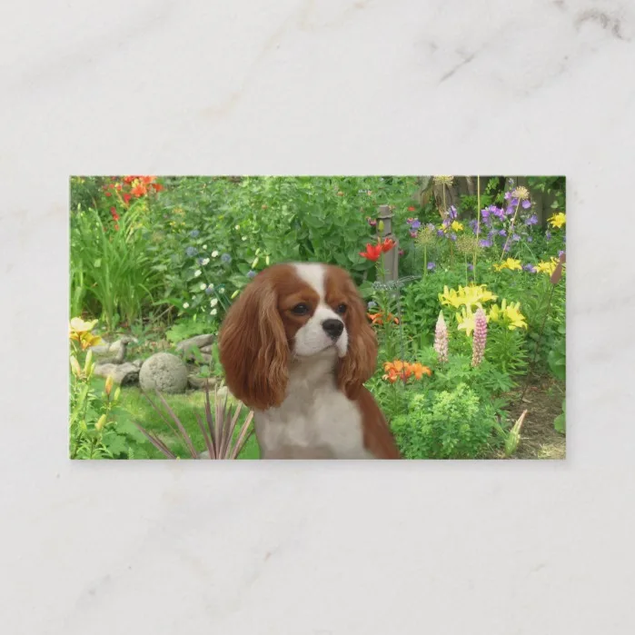 Cavalier King Charles Spaniel BreederBusiness Card
