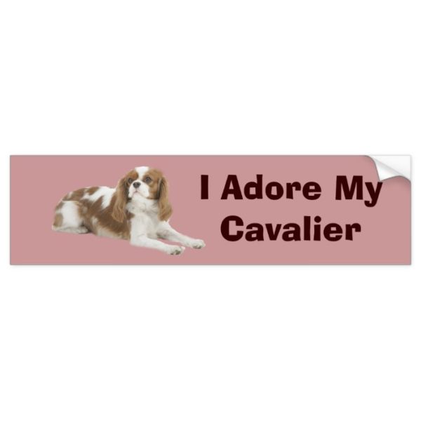 Cavalier King Charles Spaniel Bumper Sticker